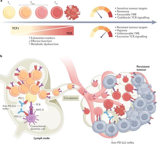 anticipate的中文意思的简单介绍